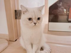 -猫腻·猫咖·撸猫馆(星光大道店)