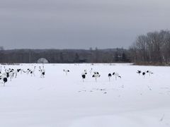-钏路市丹顶鹤自然公园