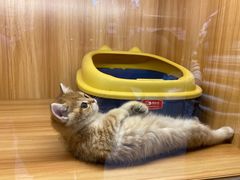 -欣宠猫屋·矮脚拿破仑·蓝金金渐层