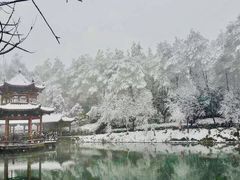 -铁山坪森林公园
