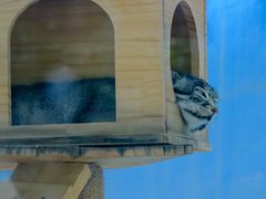 -青藏高原野生动物园