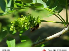 -黑龙江省森林植物园