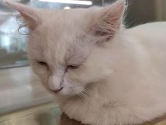 -飞行喵MR PILOT|猫舍·猫咖(静安大融城店)
