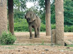 -清迈夜间动物园