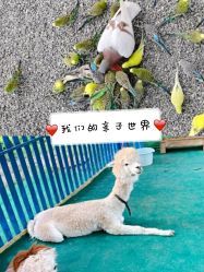 -萌宠亲子动物乐园(槐房万达店)