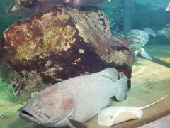 -西海国立公园九十九岛水族馆