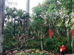 -广州长隆飞鸟乐园