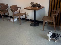 -猫爪屋猫咖(乐汇城店)