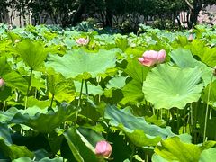 -陈家山荷花公园