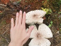 -海堤葡萄园中小学生研学基地