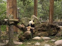 -都江堰中华大熊猫苑