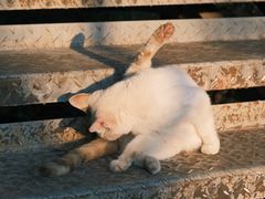 -佛山华盖山公园