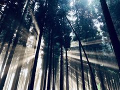-武陵山森林公园