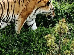 -青藏高原野生动物园