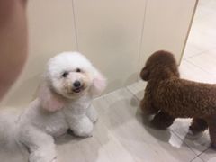 -佳雯宠物医院(四明中路分院)