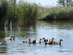 -野鸭湖国家湿地公园