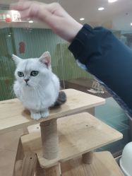 -Moni星球萌宠·小马宝莉·灵蛇·高端高阶全萌宠互动体验俱乐部(红豆国际广场店)