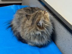 -爱派特动物医院·全科诊疗中心