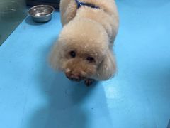 -宠物星动物医院·眼科·异宠·猫科(江南大道总院)