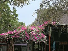 -西双版纳傣族园