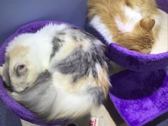 -喵的天空名猫咖啡馆·撸猫·猫舍·用品