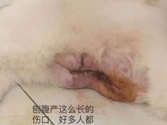 -瑞鹏宠物医院·夜间急症·心超·猫科(祖庙分店)