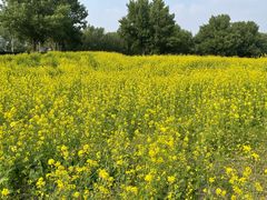 -长白岛森林公园