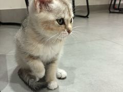 -Heymao猫咖.咖啡厅(东门店)