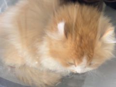 -全心全意连锁动物医院·微创中心·内科急重症·心脏专科(丰管路店)