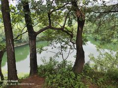 -王借岗森林公园