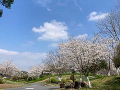 -径山花海