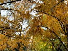 -四川大学(华西校区)