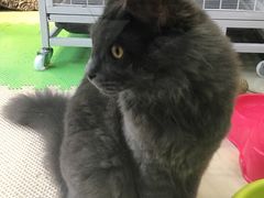 -东方名猫馆·英短金渐层布偶猫舍(环线广场1号楼店)