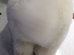 iphone_upload_pic-唐小姐の猫狗洗护·购宠旗舰店(周浦万达店)