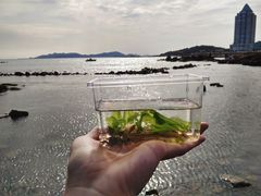 -青岛第二海水浴场