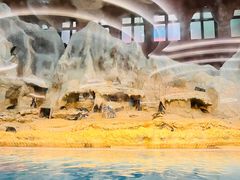 -帝企鹅自助餐厅•儿童岛•真企鹅(长隆企鹅酒店)