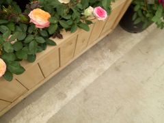 -龙大花卉苗木市场