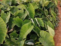 -思远客家菜馆(巴伐利亚店)