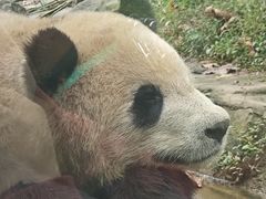 -都江堰中华大熊猫苑