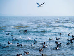 -深圳湾公园(南山区)
