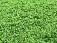 -桤木河湿地公园