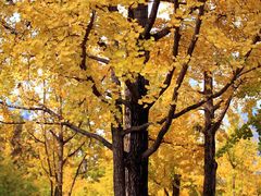 -重庆市江北嘴中央商务区中央公园