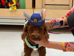 -帕帕拉兹宠物(亚洲旗舰店)