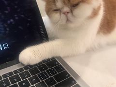 -飞行喵MR PILOT|猫舍·猫咖(静安大融城店)