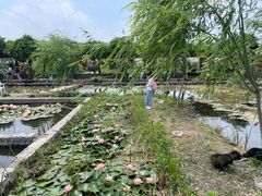 -同銮特种养殖场·龙虾垂钓