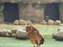 -新加坡飞禽公园