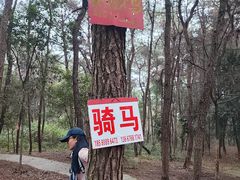 -铁山坪森林公园