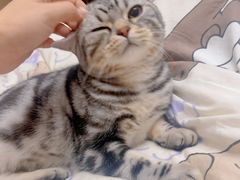 -猫大福·Fortune Cat猫舍(百子湾店)