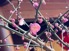 -庐山风景名胜区-东林大佛