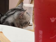 -猫咪派对(江南西店)